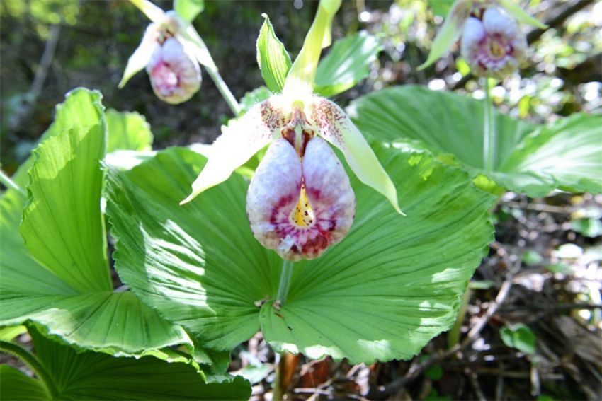 四川花萼山首次拍到“女神之花”扇脉杓兰