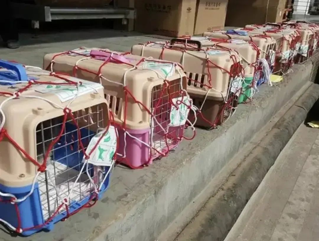 宠物有望带上高铁？专家：客运服务和宠物运载需求都要兼顾