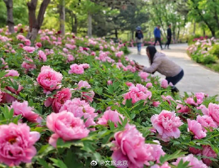 快来看！北京牡丹绽放有多美