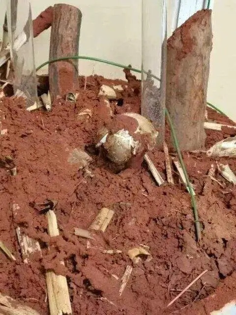 “鸡枞自由”要来了？昆明鸡枞菌人工培育实现重大突破
