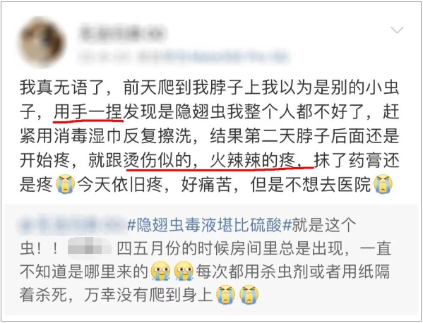 千万不能拍！“飞行的硫酸”即将进入活跃期，有人中招脖子烂了一圈