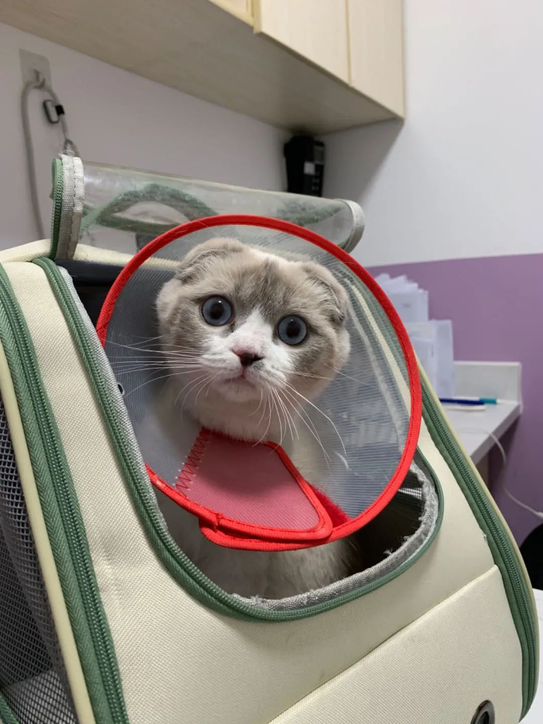 宠物有望上高铁?官方回应,网友热议 宠物有望上高铁?官方回应,网友热议