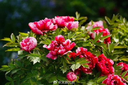 快来看！北京牡丹绽放有多美