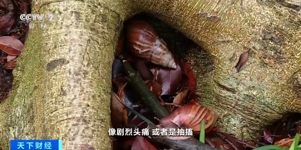 雨后出现的“巨型蜗牛”别碰！接触后或致头痛、昏迷