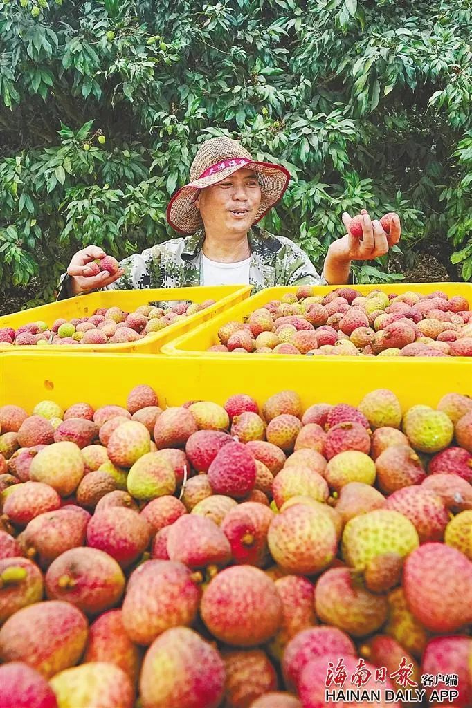 今年荔枝全国预计减产近四成！海南如何在荔枝“小年”中突围→