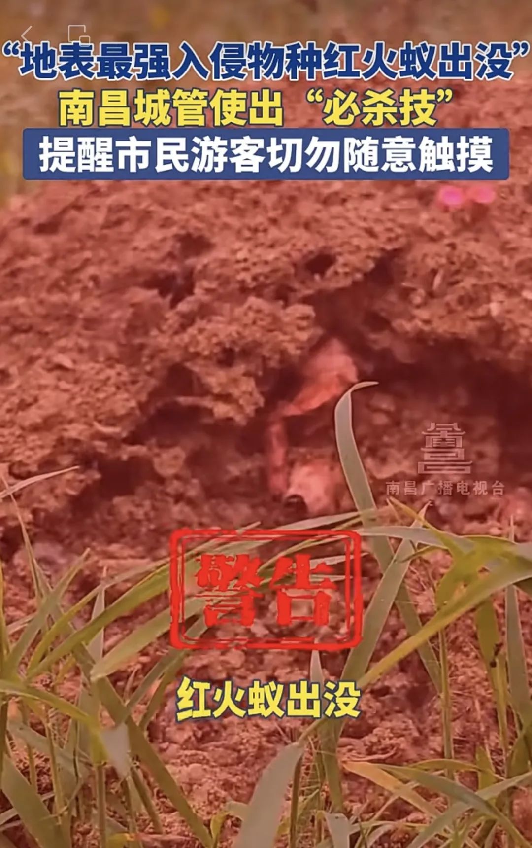 南昌已出现!严重可致死!发现立即上报 南昌已出现!严重可致死!发现立即上报