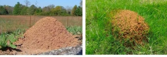 注意!已入侵12个省份!被咬后严重或致命,发现请立即上报 注意!已入侵12个省份!被咬后严重或致命,发现请立即上报