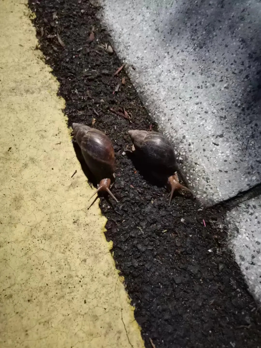 雨后看到这种“入侵物种”千万别碰！很危险！