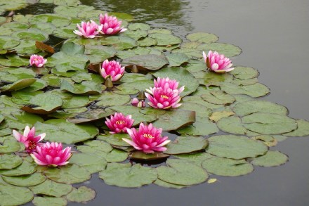 好运莲莲！睡莲在雨中娇艳绽放