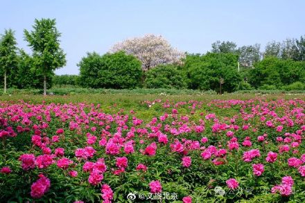 快去拍！北京芍药花海美爆了