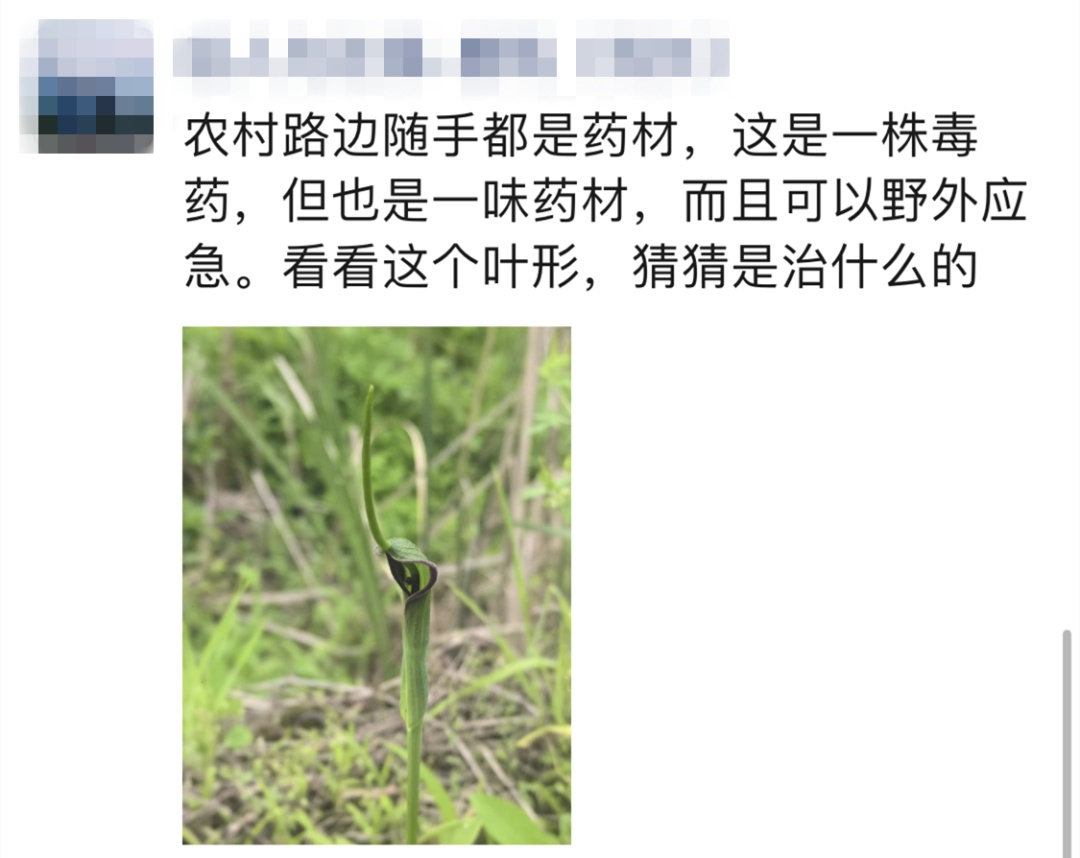 275元/斤，杭州有人挖到野生草药！农村随处可见，但全株有毒...