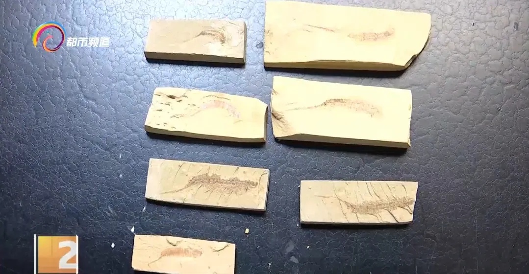 蜘蛛、蝎子5.2亿年前的祖先可能长这样!云大科研团队最新发现...... 蜘蛛、蝎子5.2亿年前的祖先可能长这样!云大科研团队最新发现......