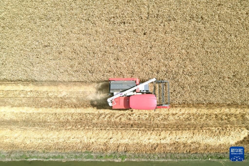 四川:风吹麦浪夏收忙 四川:风吹麦浪夏收忙