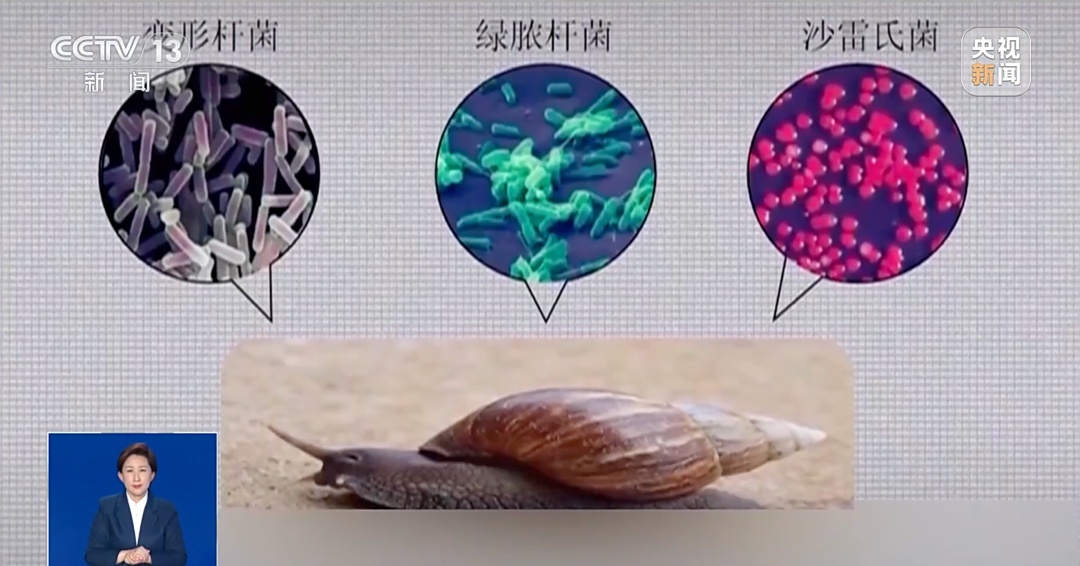 这种“大蜗牛”，一碰就中毒！