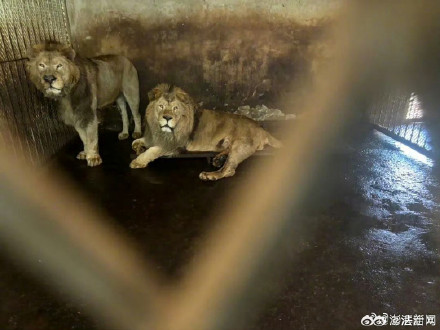 阜阳野生动物园近年20只东北虎死亡：含10只幼崽，无人工繁殖许可证
