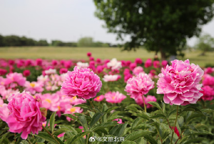 快去拍！北京芍药花海美爆了