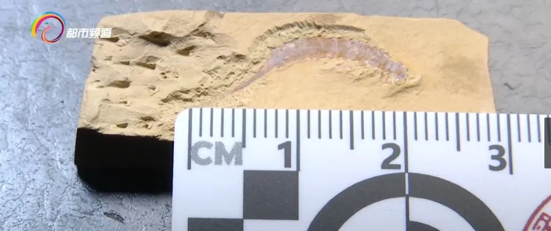 蜘蛛、蝎子5.2亿年前的祖先可能长这样!云大科研团队最新发现...... 蜘蛛、蝎子5.2亿年前的祖先可能长这样!云大科研团队最新发现......