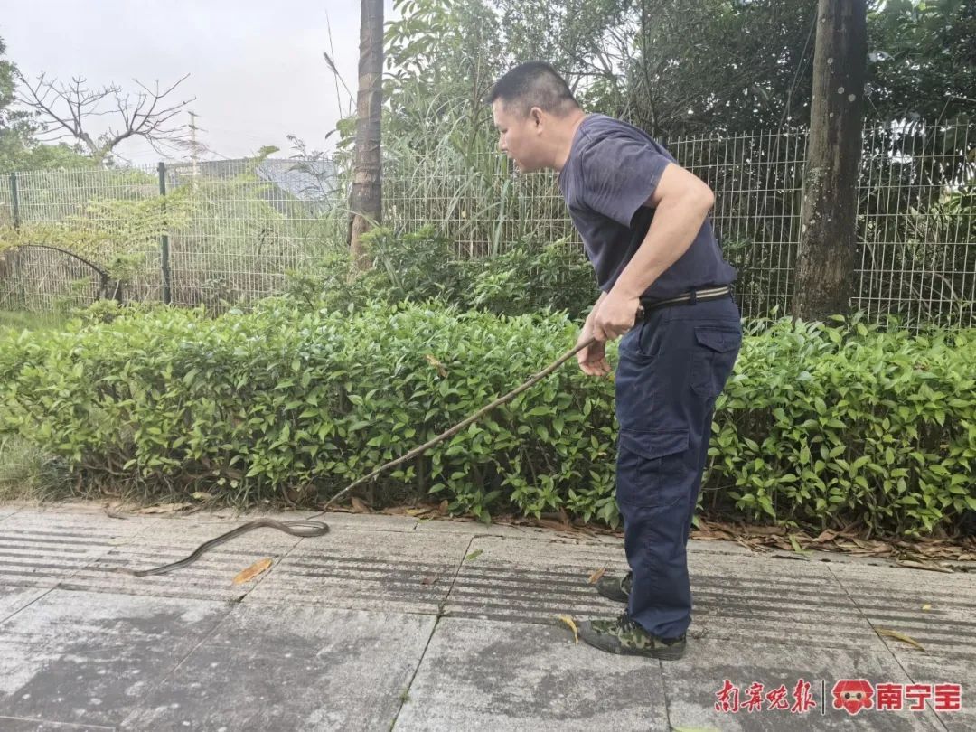 天气闷热，南宁有蛇出没！防蛇攻略请收好