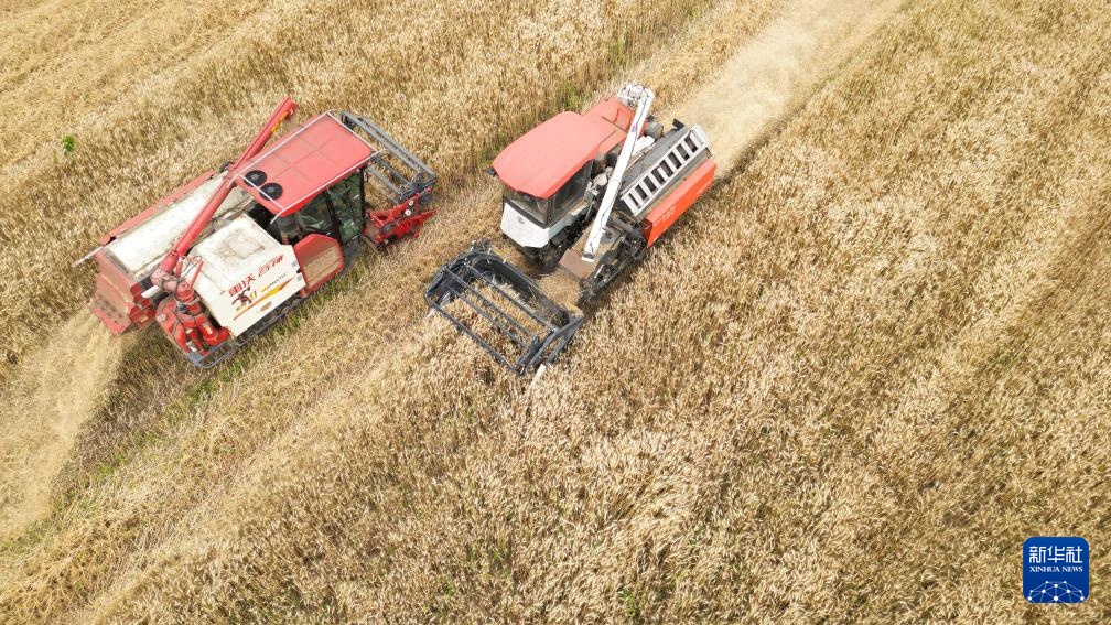 四川:风吹麦浪夏收忙 四川:风吹麦浪夏收忙