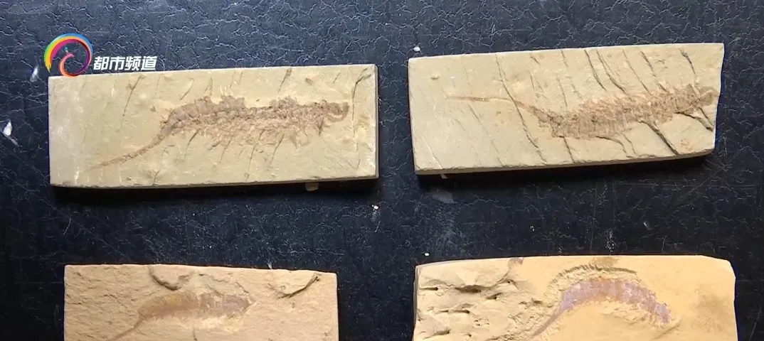 蜘蛛、蝎子5.2亿年前的祖先可能长这样!云大科研团队最新发现...... 蜘蛛、蝎子5.2亿年前的祖先可能长这样!云大科研团队最新发现......