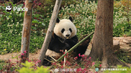 高萌9连拍！熊猫吃到翘脚竹子