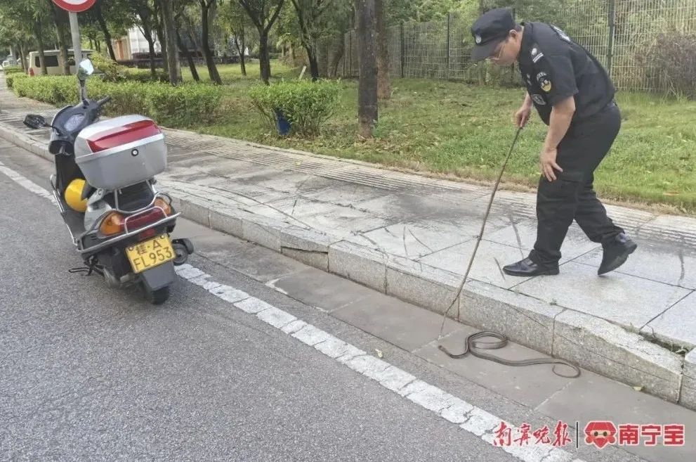 天气闷热，南宁有蛇出没！防蛇攻略请收好