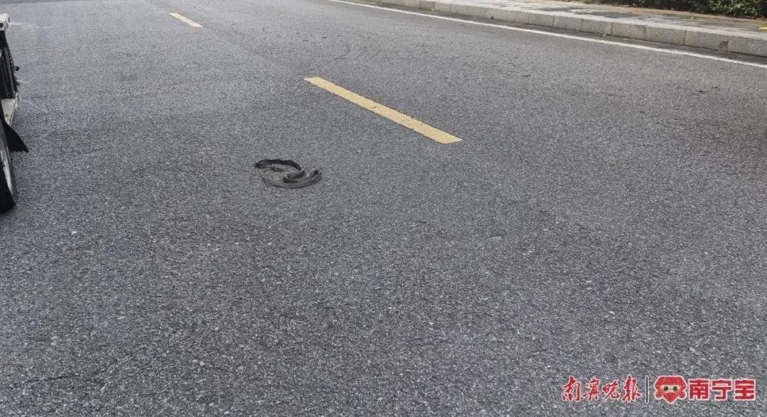 天气闷热，南宁有蛇出没！防蛇攻略请收好