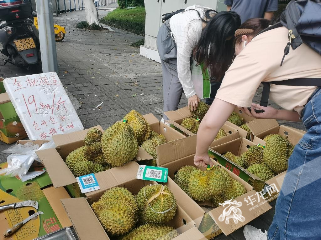 重庆榴莲最低19.8元/斤? 或许还会更便宜?记者实探→ 重庆榴莲最低19.8元/斤? 或许还会更便宜?记者实探→