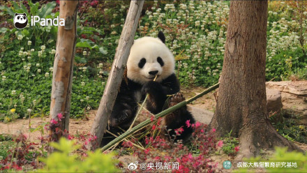 高萌9连拍！熊猫吃到翘脚竹子