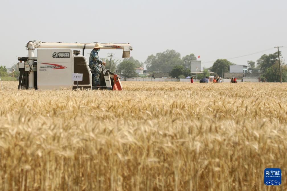 四川:风吹麦浪夏收忙 四川:风吹麦浪夏收忙