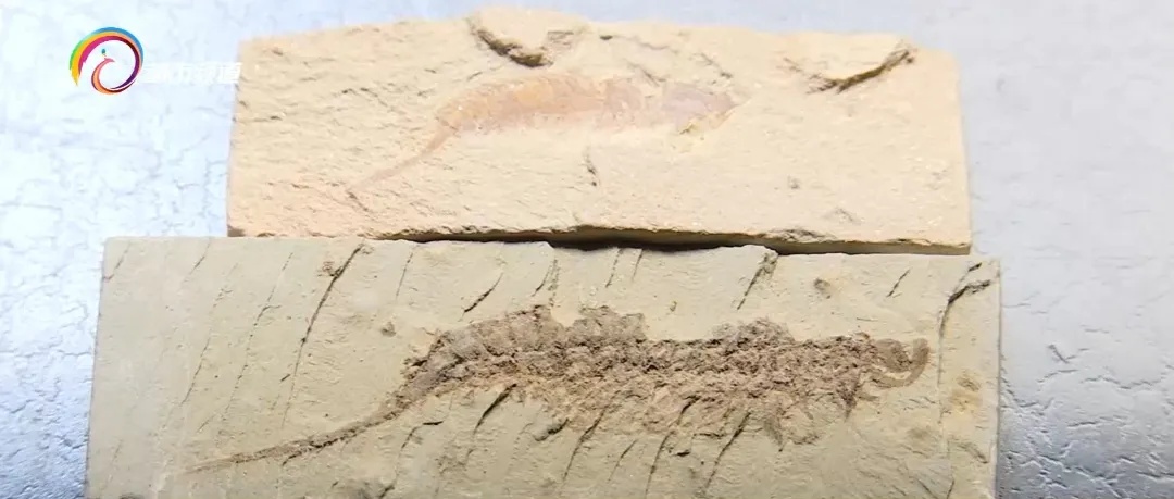 蜘蛛、蝎子5.2亿年前的祖先可能长这样!云大科研团队最新发现...... 蜘蛛、蝎子5.2亿年前的祖先可能长这样!云大科研团队最新发现......