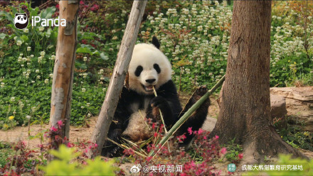 高萌9连拍！熊猫吃到翘脚竹子