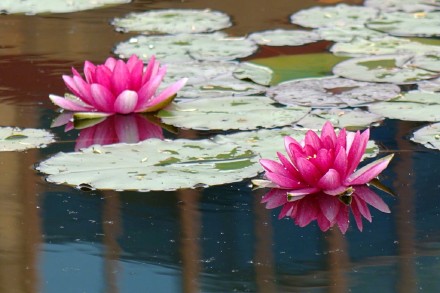 好运莲莲！睡莲在雨中娇艳绽放