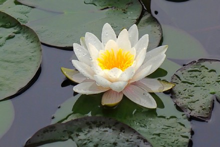 好运莲莲！睡莲在雨中娇艳绽放