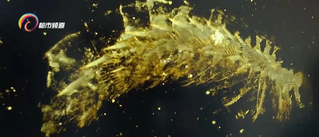 蜘蛛、蝎子5.2亿年前的祖先可能长这样!云大科研团队最新发现...... 蜘蛛、蝎子5.2亿年前的祖先可能长这样!云大科研团队最新发现......