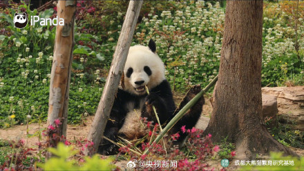 高萌9连拍！熊猫吃到翘脚竹子