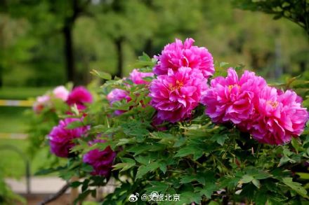 快去拍！北京芍药花海美爆了