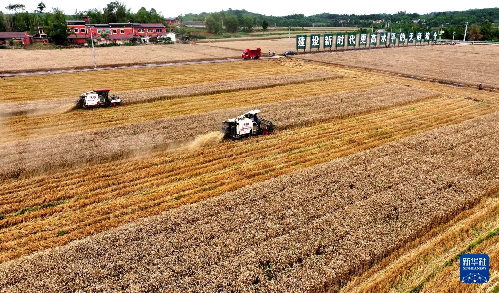 四川:风吹麦浪夏收忙 四川:风吹麦浪夏收忙