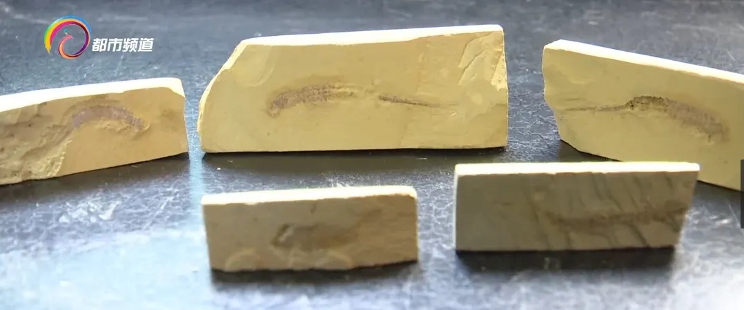 蜘蛛、蝎子5.2亿年前的祖先可能长这样!云大科研团队最新发现...... 蜘蛛、蝎子5.2亿年前的祖先可能长这样!云大科研团队最新发现......