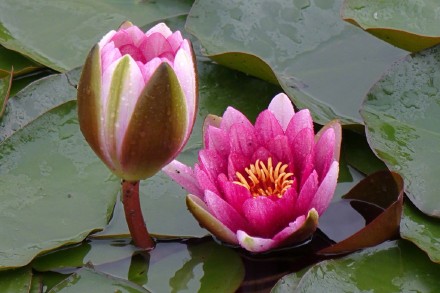 好运莲莲！睡莲在雨中娇艳绽放