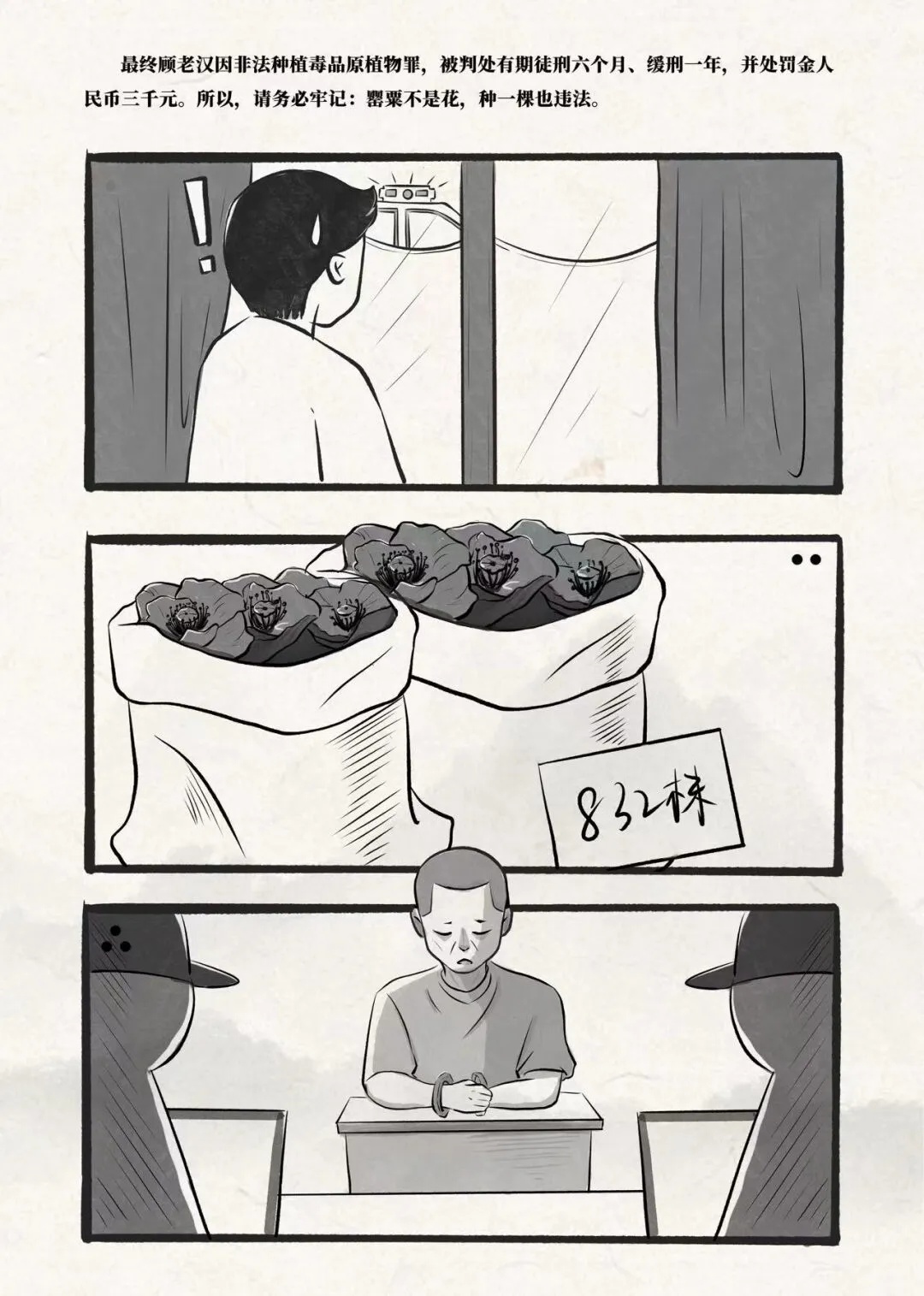 罂粟不是普通花,种下一棵也犯法 罂粟不是普通花,种下一棵也犯法