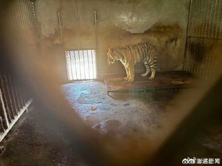 阜阳野生动物园近年20只东北虎死亡：含10只幼崽，无人工繁殖许可证