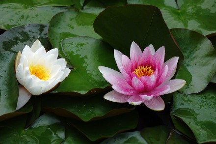 好运莲莲！睡莲在雨中娇艳绽放