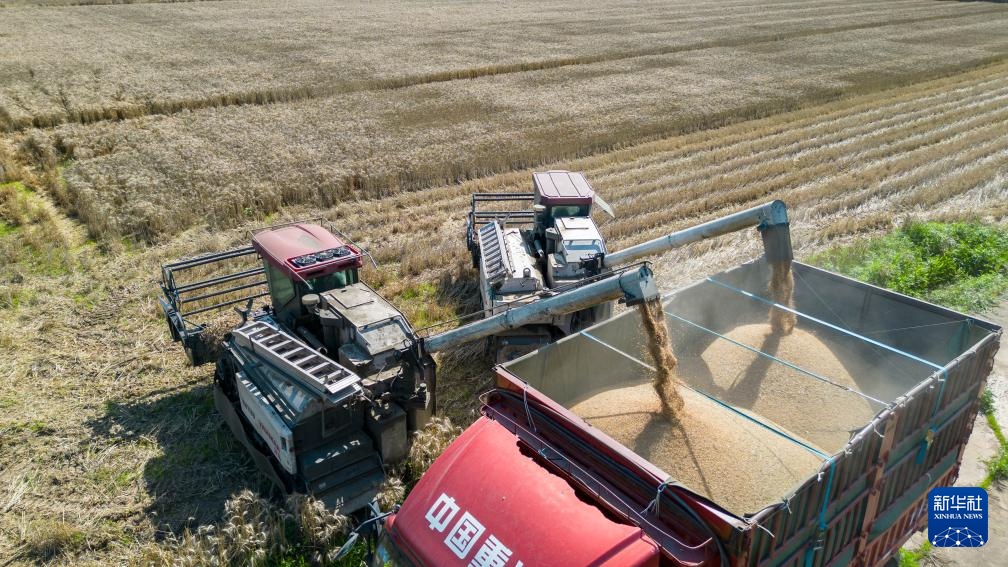 四川:风吹麦浪夏收忙 四川:风吹麦浪夏收忙