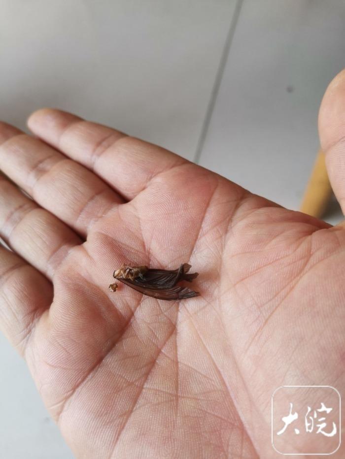 小飞虫突袭合肥多家商铺 &nbsp;专家：这是黑翅土白蚁寻找地方筑巢