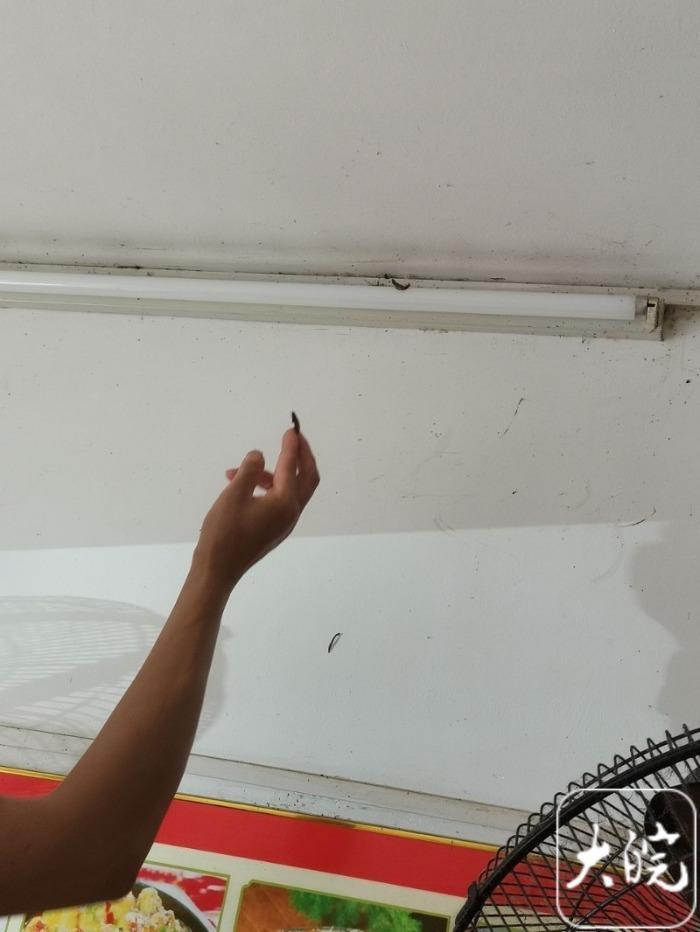 小飞虫突袭合肥多家商铺 &nbsp;专家：这是黑翅土白蚁寻找地方筑巢