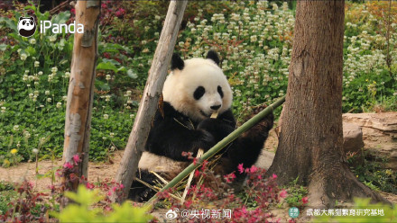 高萌9连拍！熊猫吃到翘脚竹子
