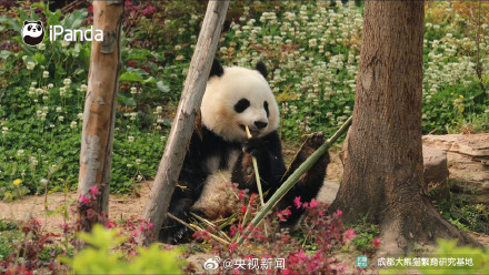 高萌9连拍！熊猫吃到翘脚竹子