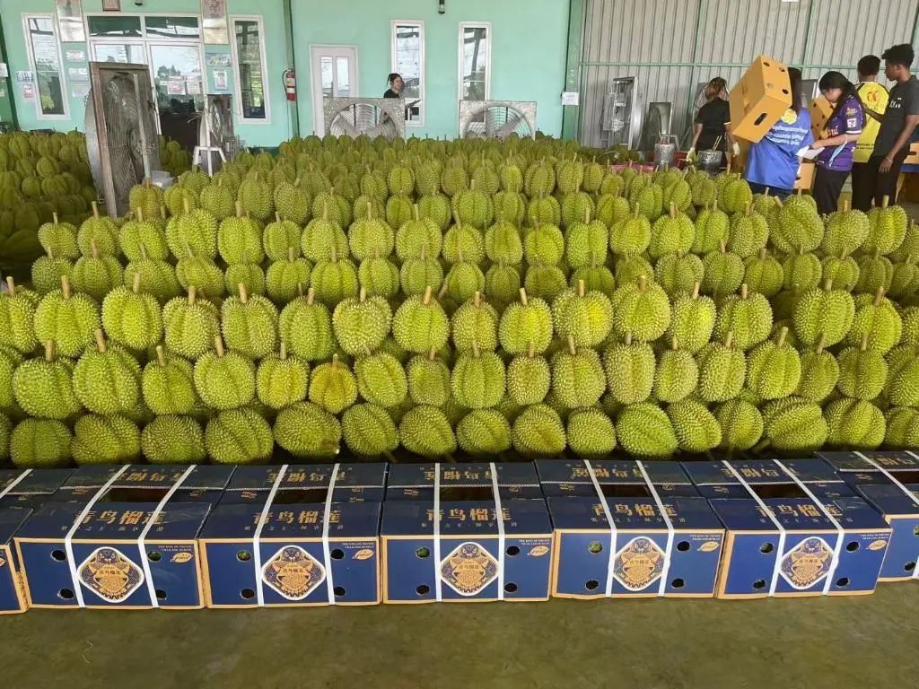 重庆榴莲最低19.8元/斤? 或许还会更便宜?记者实探→ 重庆榴莲最低19.8元/斤? 或许还会更便宜?记者实探→