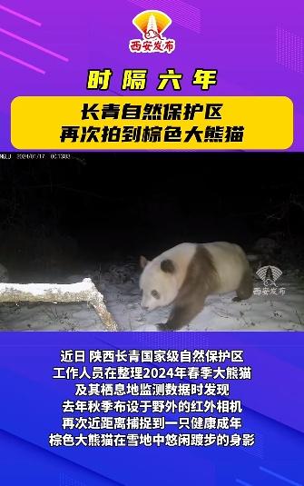 秦岭不只有“七仔”！棕色大熊猫+1